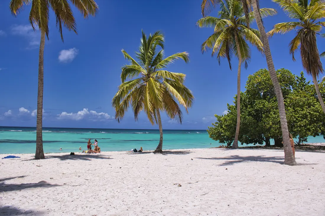 Palm trees on a white-sand beach with turquoise water